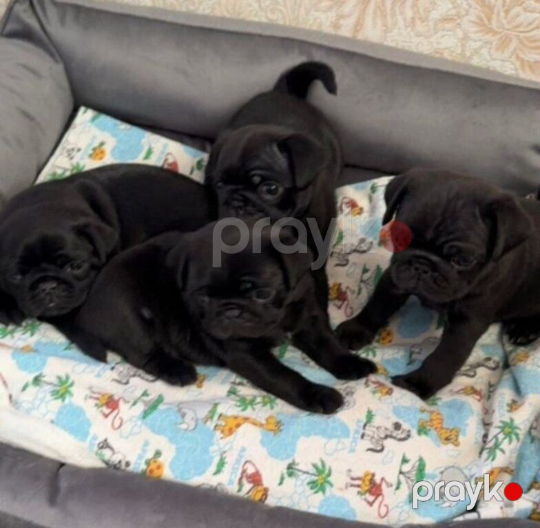 Mops — Köpəklər, Bakı (9)