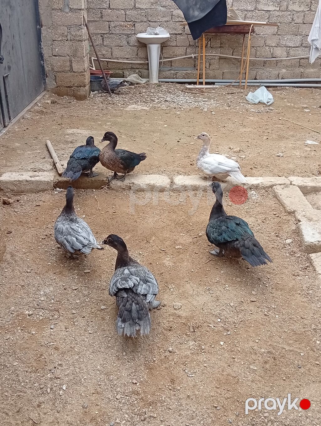 Hamısı lal ördəklərdi 7 ədəddir. ən az çəki vereni 2 kilodu.hamisi bir — Digərləri, Digah (3)