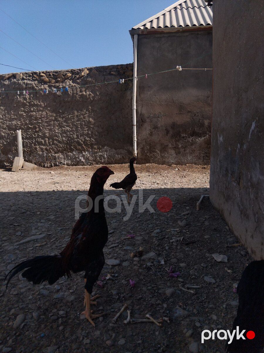 Şamo — Quşlar, Bakı (2)