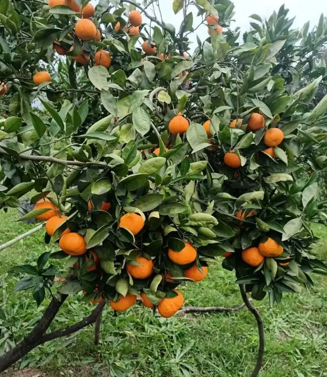 35 sot Torpaq Satılır, Astara — Astara