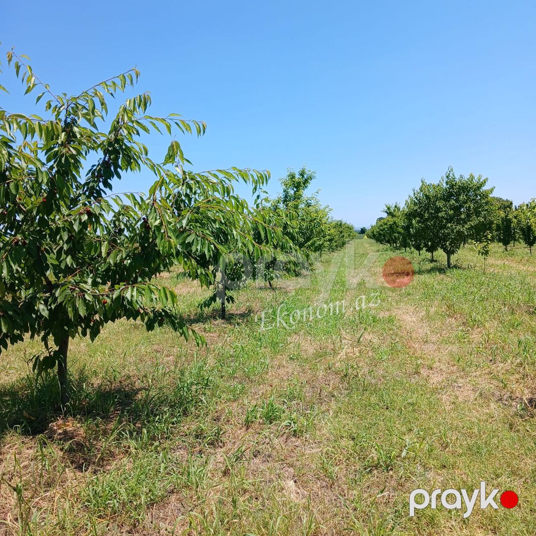 Quba rayonunda 2 hektar 13 sot bag satılır — Torpaq, Quba (4)