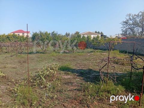 21 sot, Tikinti, Kupça (Çıxarış) — Bakı