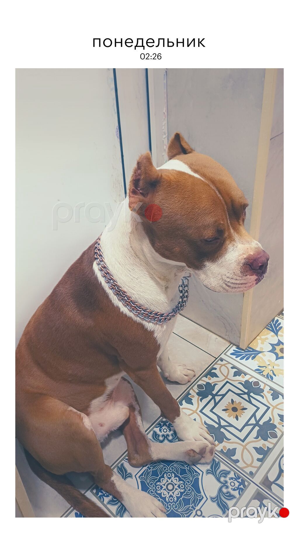 Pitbul, Erkək — Köpəklər, Digah (6)