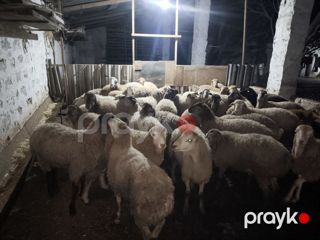 Quzular — Kənd təsərrüfatı heyvanları, Bakı (4)