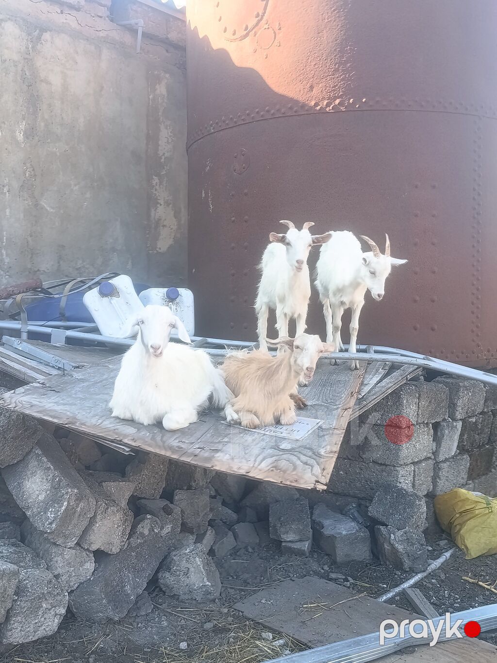 Salam Sani Keçilər. 9 dişi bir Erkey. 10 baş Sani Real alıcıya — Kənd təsərrüfatı heyvanları, Digah (4)