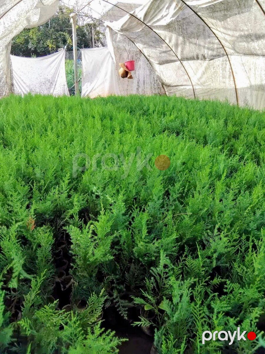 Leylandra tingi — Bitkilər, Bakı (5)