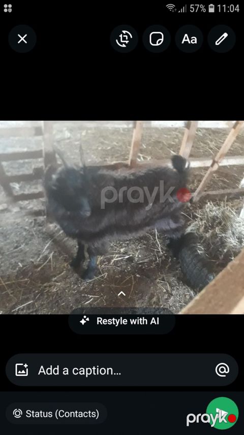 Qara rəngli keçi - Növ: Yerli keçi (şəkildə göründüyü kimidir) — Sumqayıt