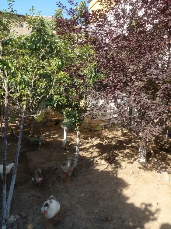 4 otaqlı Həyət evi Satılır, Masazır, Abşeron — Ev, villa (3)
