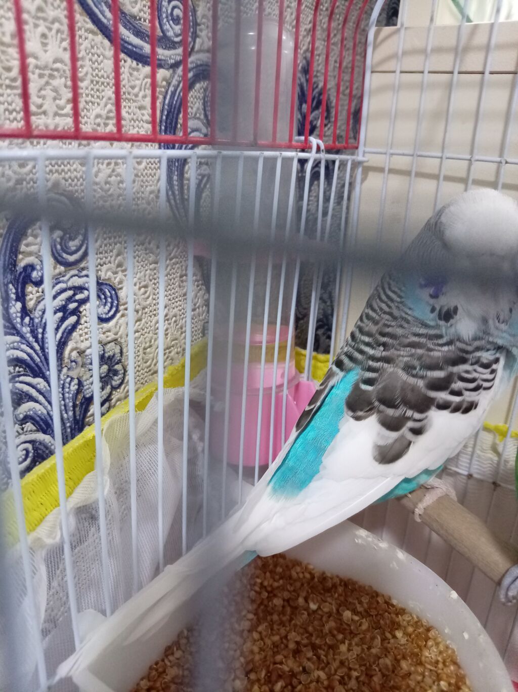 Nəcmi budgerigar (ağ-mavi rəngli, zolaqlı) qəfəs ilə birlikdə — Tutyun papağayı, Bakı (2)