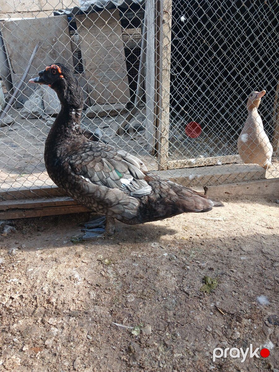 Lal ördək — Quşlar, Bakı (2)