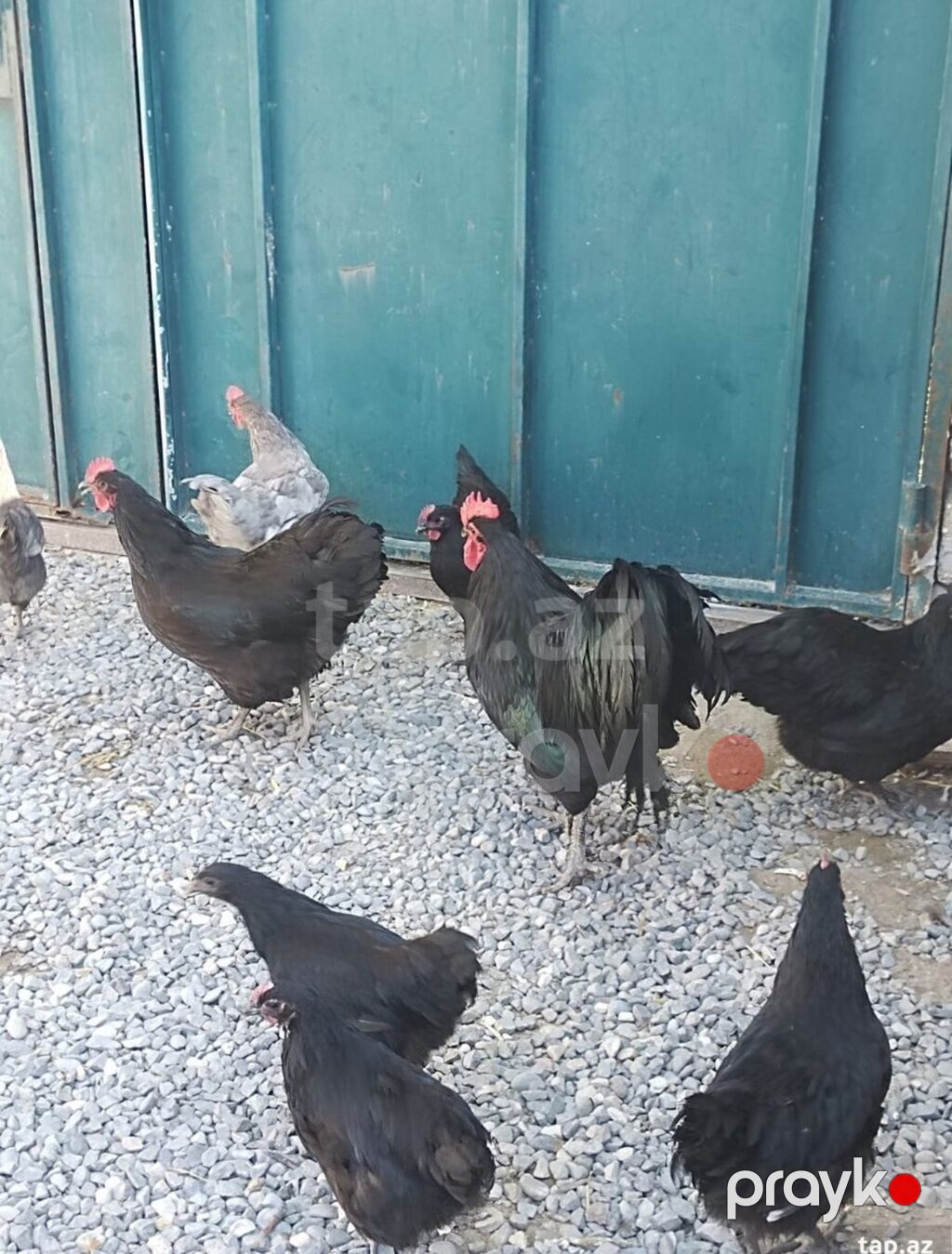 Toyuq, Australorp, Damazlıq — Toyuq və xoruz, Digah (2)