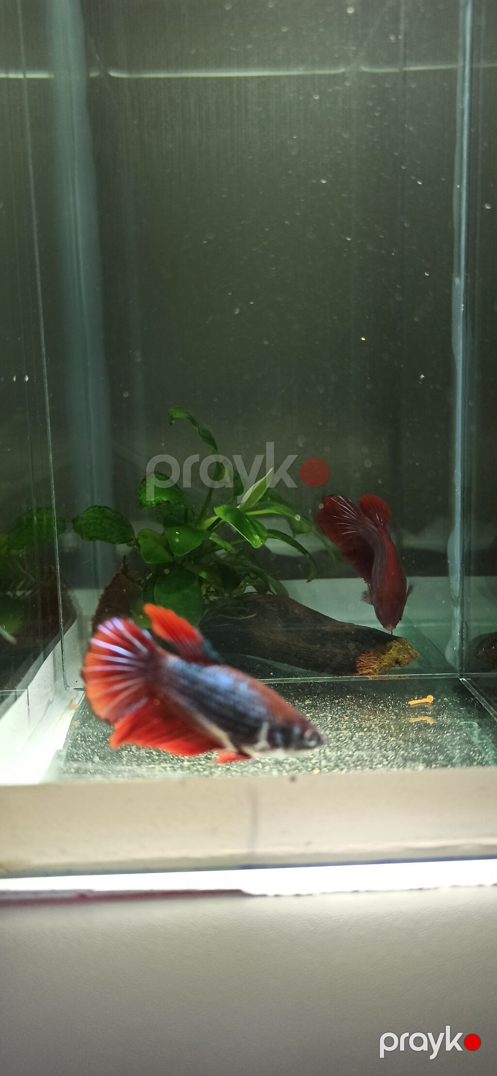 Betta (Petuşok balığı), Sülhsevər — Akvariumlar və balıqlar, Bakı (2)
