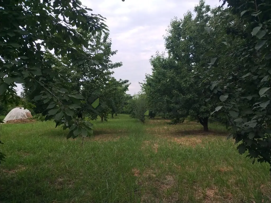 10 sot Torpaq Satılır, Xaçmaz — Torpaq, Xaçmaz (2)