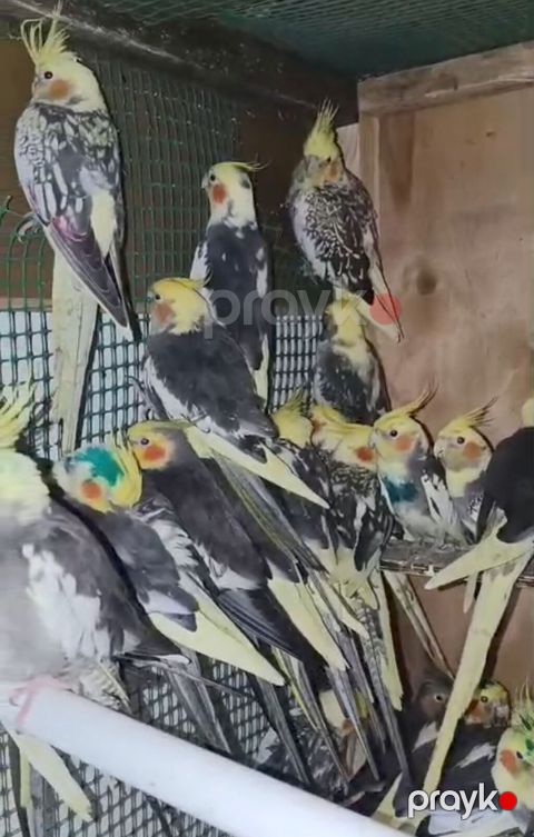 Satilir unvan .sulutepe.qiymet 25-30 manat. whatsapp qrupumuz var — Bakı