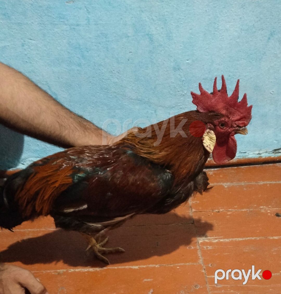 Xoruz — Quşlar, Yevlax (2)