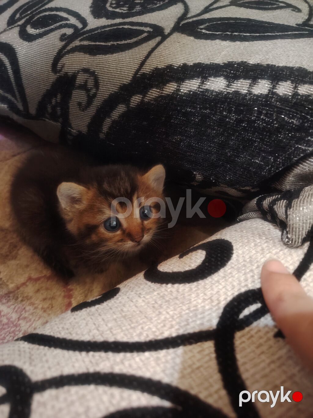 Qızıl şinşilla, Erkək, Yaxşı əllərə, Ünvandan götürmə — Pişiklər, Digah (3)