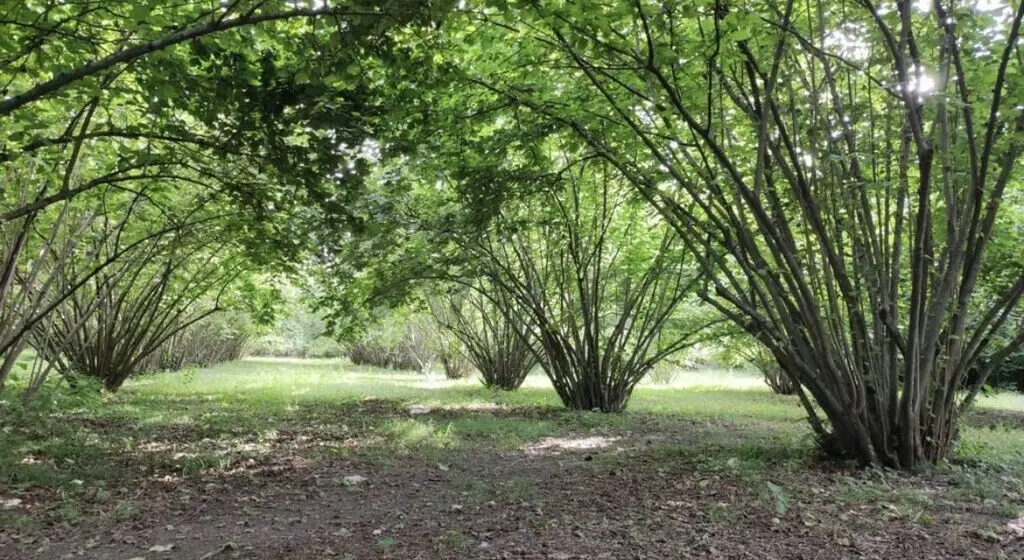 15 sot Torpaq Satılır, Oğuz — Torpaq, Oğuz (2)