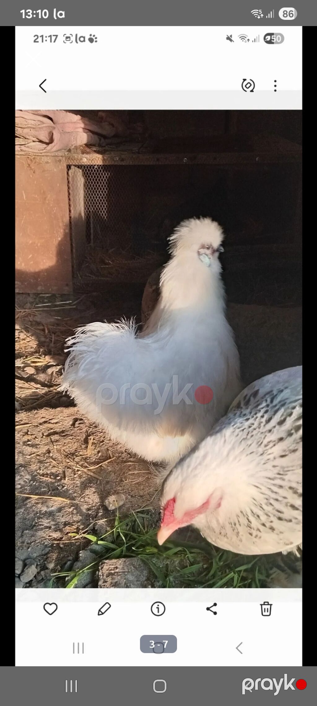 Toyuq, Damazlıq — Toyuq və xoruz, Masazır (3)