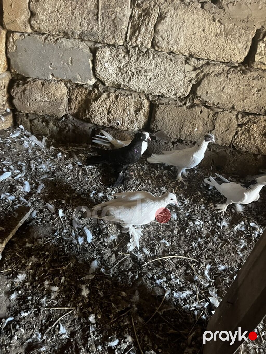 Lələkli nişanlı quşlardı cütlərdə var içində — Göyərçin, Digah (4)