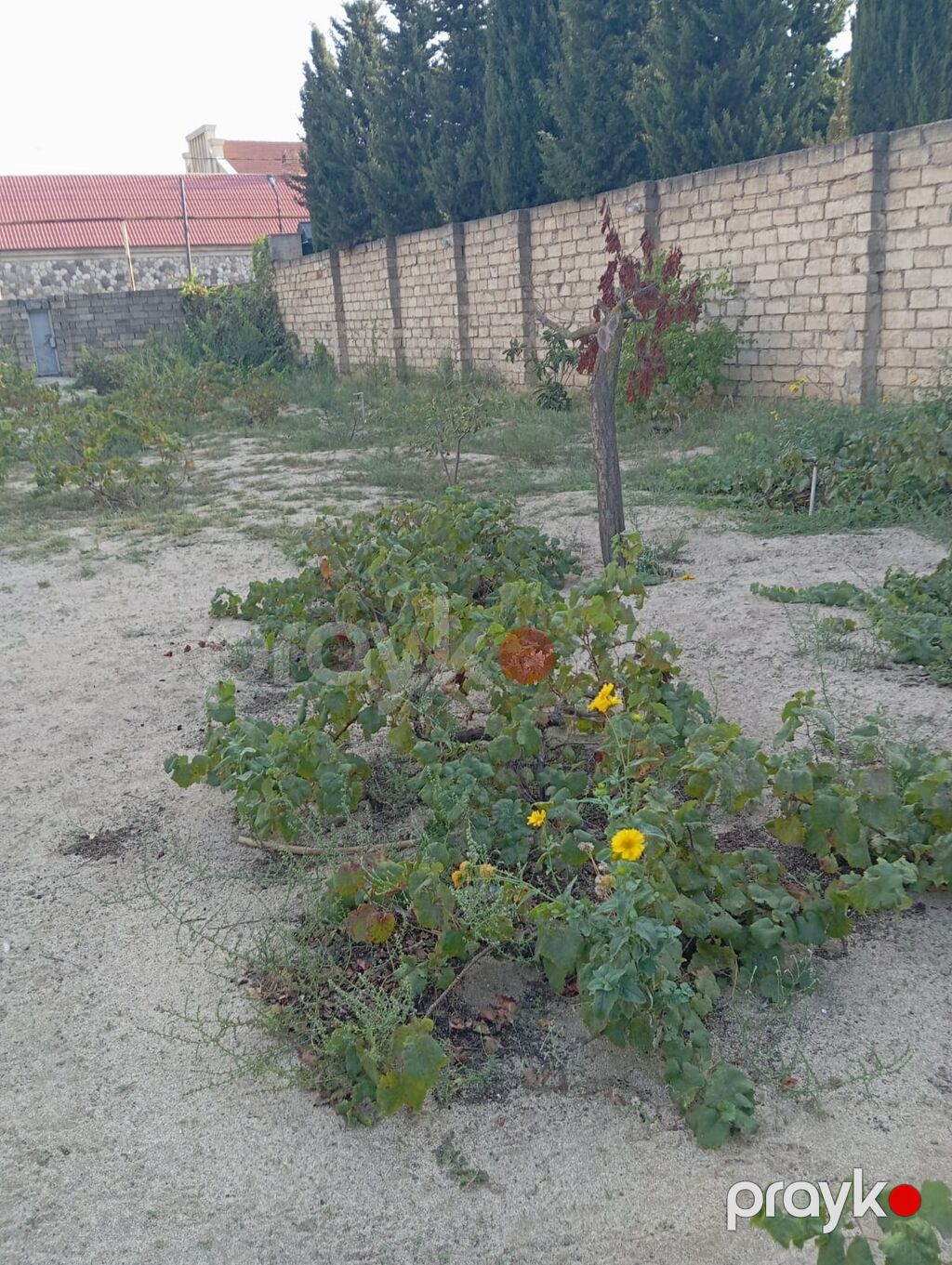 8 sot, Tikinti, Mülkiyyətçi, Kupça (Çıxarış) — Torpaq, Bakı (3)