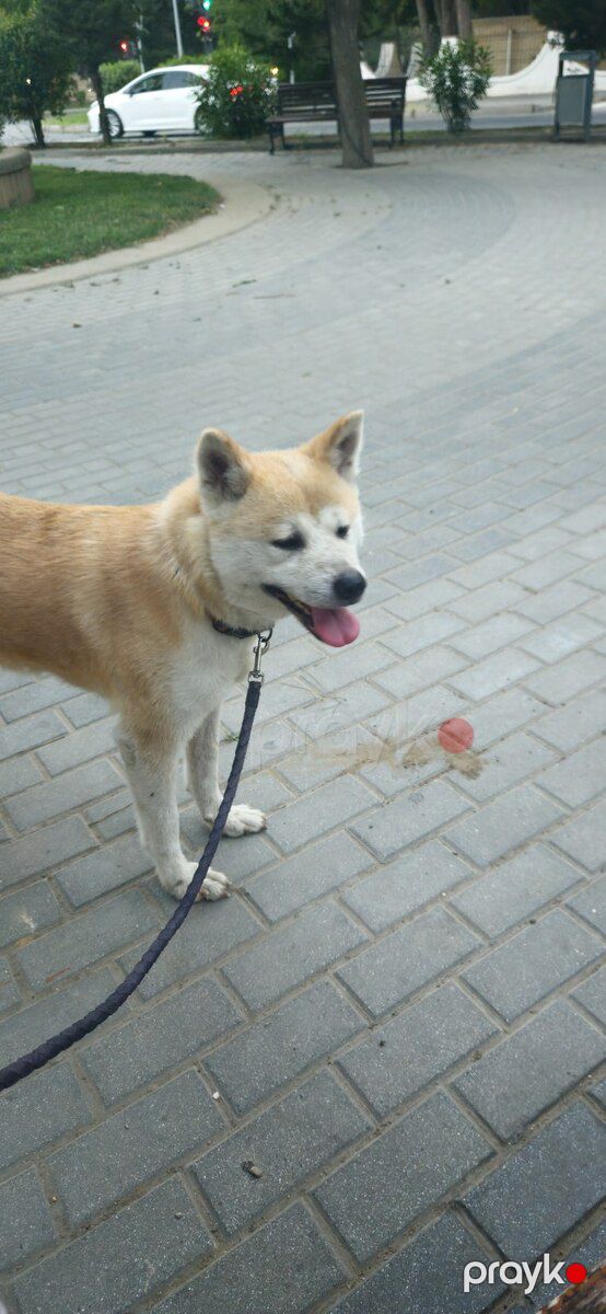 Akita-inu — Köpəklər, Bakı (3)