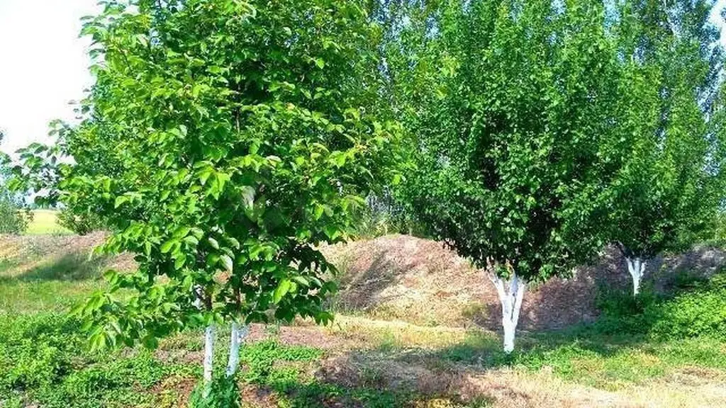 180 sot Torpaq Satılır, Xaçmaz — Xaçmaz