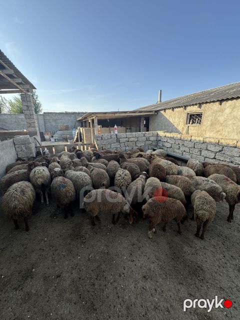 Quzu, Erkək, ay: 4, 20 kq, Ətlik, Ünvandan götürmə, Ödənişli çatdırılma — Digah