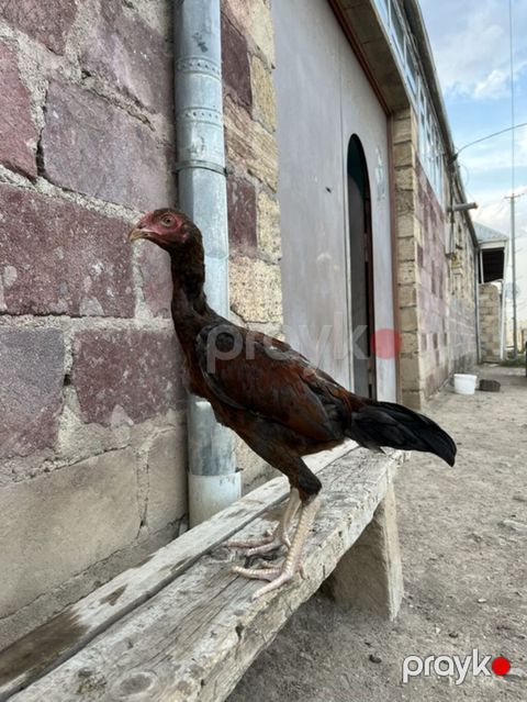 Xoruz, il: <1 — Gəncə