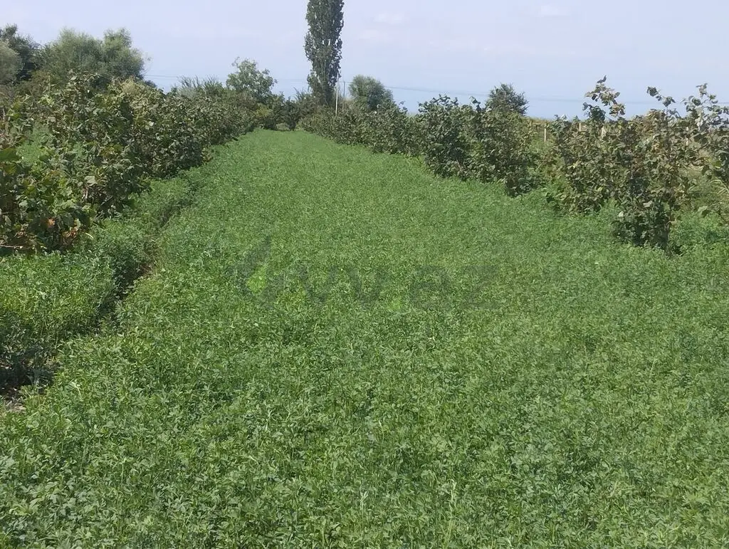 157 sot Torpaq Satılır, Xaçmaz — Torpaq, Xaçmaz (10)