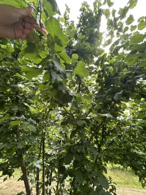 95 sot Torpaq Satılır, Zaqatala — Torpaq, Zaqatala (10)