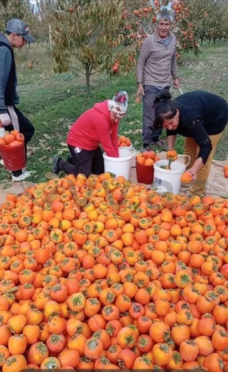 70 sot Torpaq Satılır, Göyçay — Torpaq, Göyçay (2)