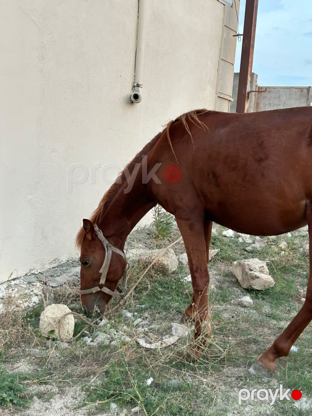 Erkək, Qarabag, il: 2, Rayonlara çatdırılma — Atlar, Fatmayı (4)
