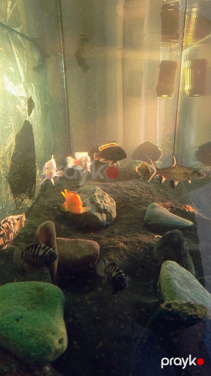 Akvarium — Akvariumlar və balıqlar, Bakı (4)