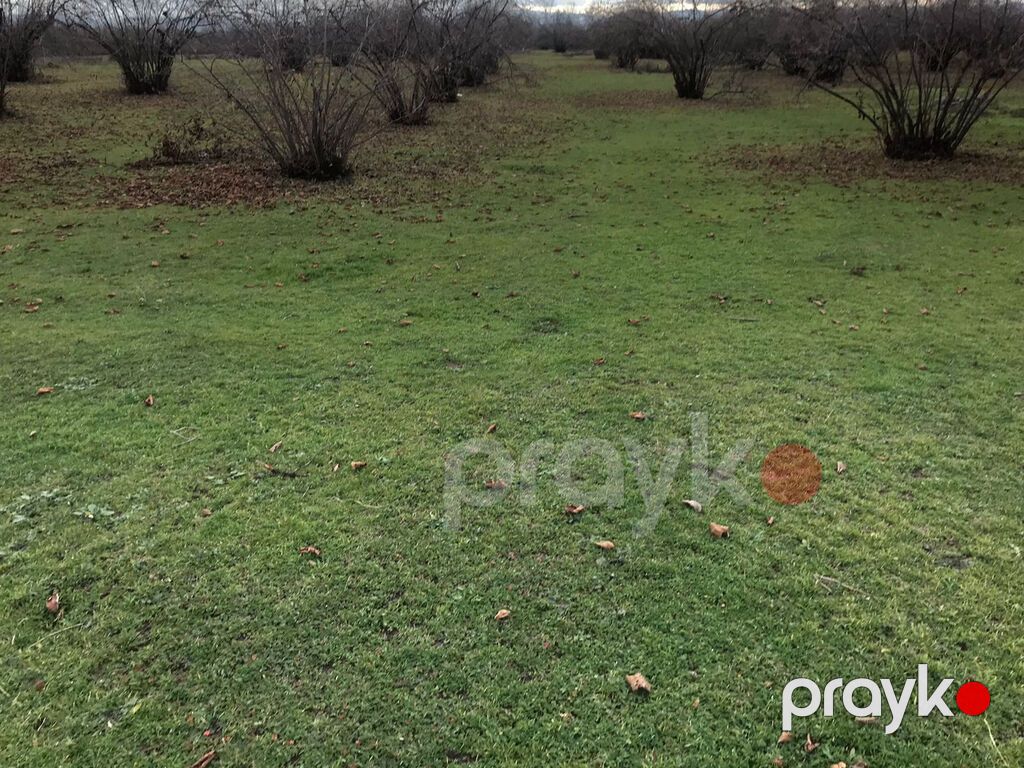 250 sot, Biznes üçün, Mülkiyyətçi, Kupça (Çıxarış) — Torpaq, Qəbələ (3)