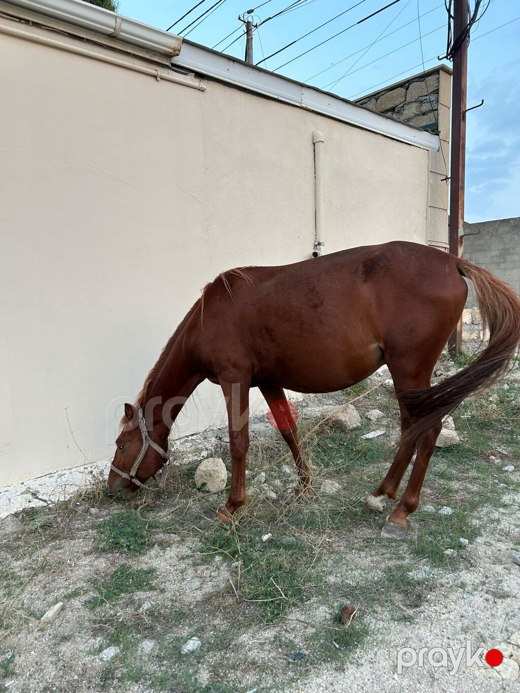 Erkək, Qarabag, il: 2, Rayonlara çatdırılma — Atlar, Fatmayı (5)