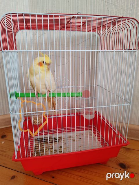 Nərgiz kakadu (cockatiel) və qəfəs dəsti - Quş: Açıq sarı rəngdə — Fatmayı