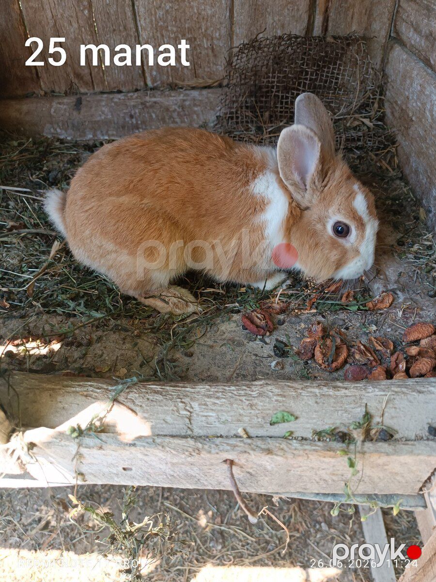 Dovşanlar — Dovşanlar, Sumqayıt (3)