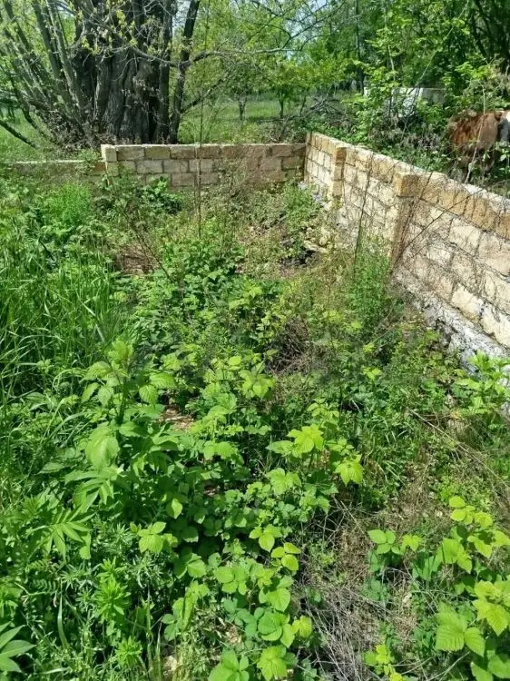 3 sot Torpaq Satılır, Qəbələ — Torpaq, Qəbələ (8)