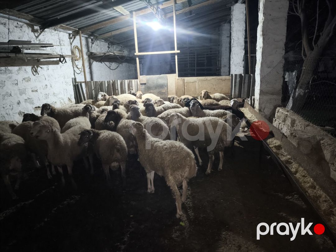 Quzular — Kənd təsərrüfatı heyvanları, Bakı (2)