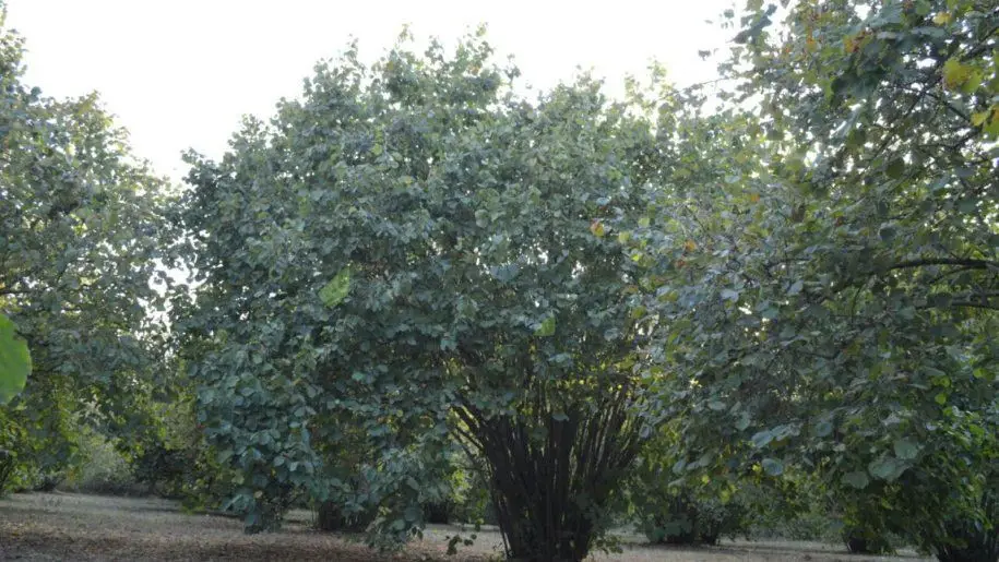 55 sot Torpaq Satılır, Oğuz — Torpaq, Oğuz (3)