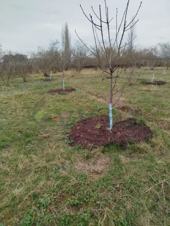 10 sot Torpaq Satılır, Xaçmaz — Torpaq, Xaçmaz (3)
