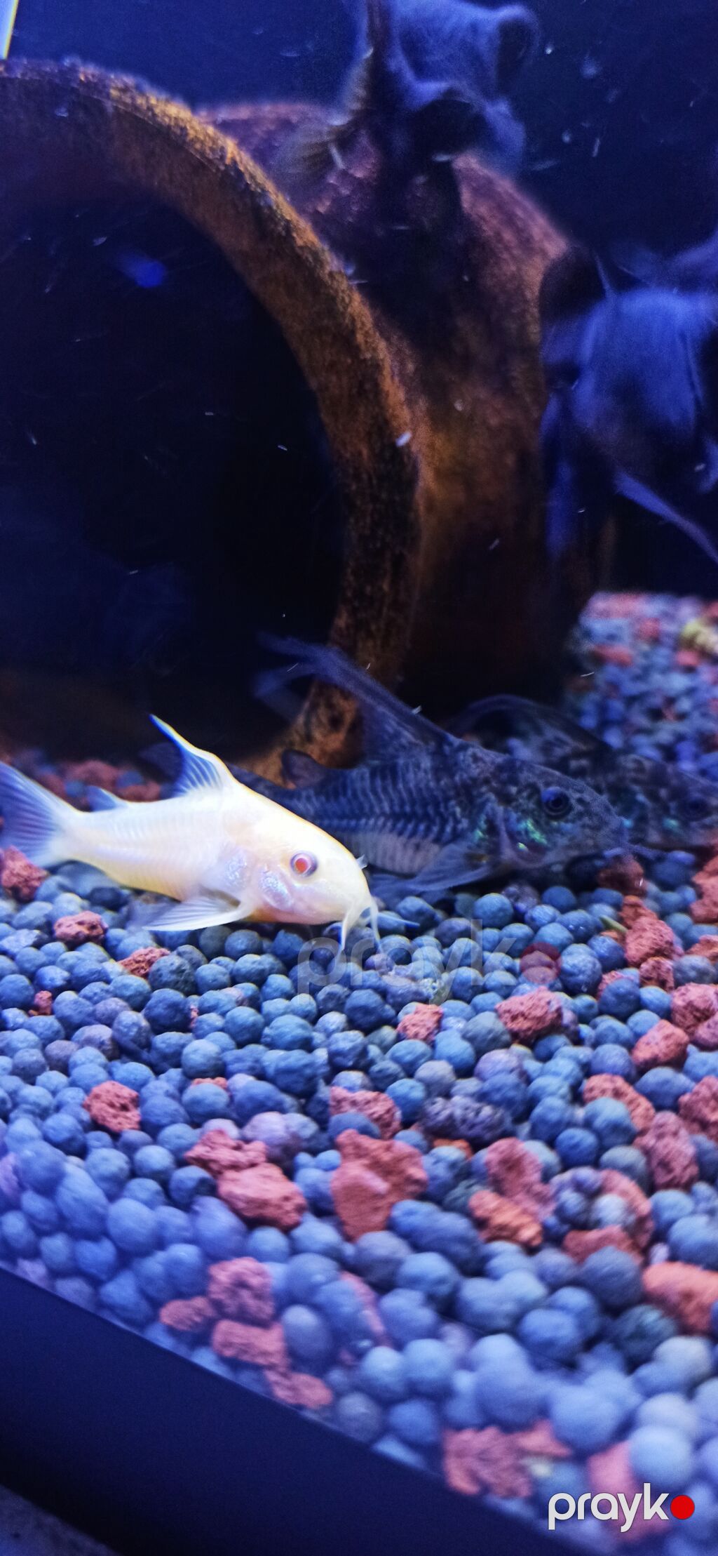 Məhsul: Akvarium üçün Corydoras (koridoras) balıqları – albino və — Akvariumlar və balıqlar, Bakı (5)