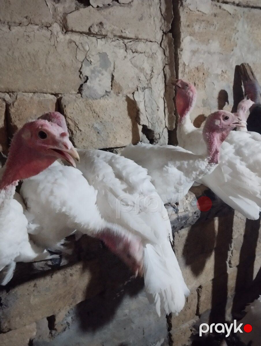 Hinduşkalar — Quşlar, Sumqayıt (4)