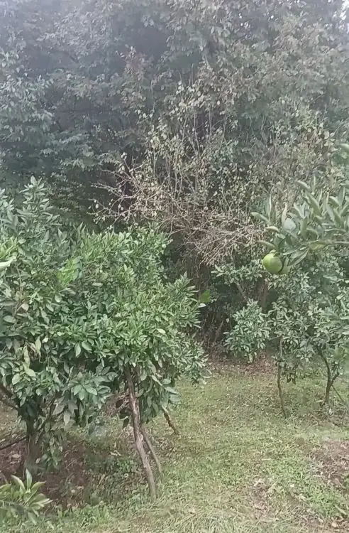 35 sot Torpaq Satılır, Astara — Torpaq, Astara (5)