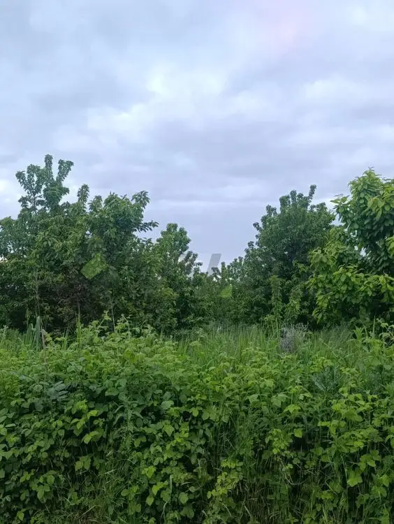 35 sot Torpaq Satılır, Xaçmaz — Torpaq, Xaçmaz (9)