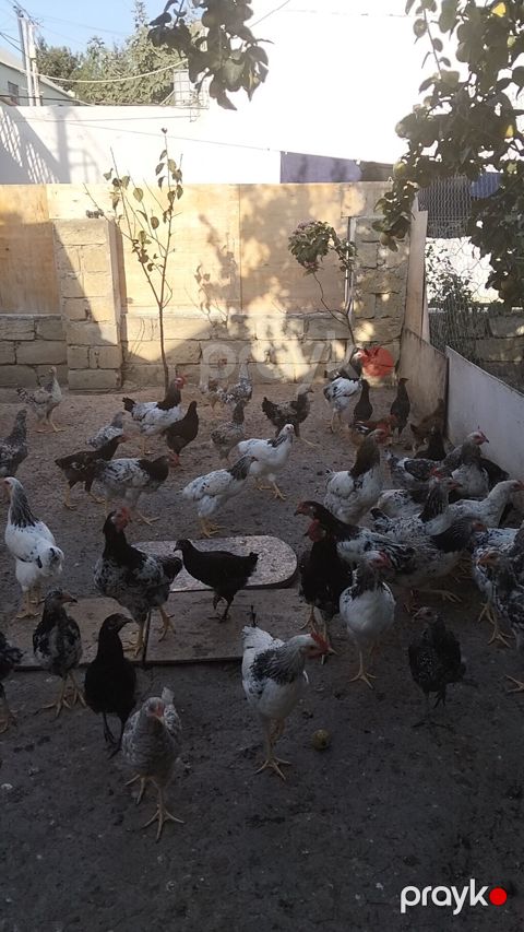 Toyuq cücələri, Ətlik — Bakı