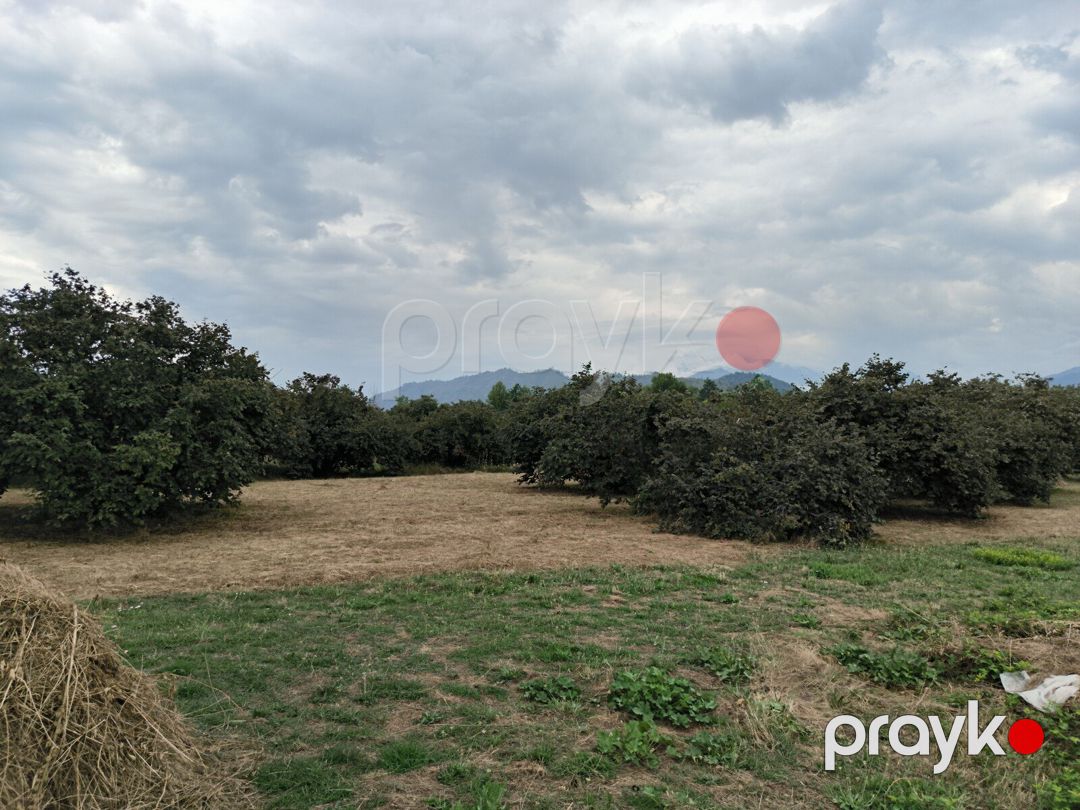 Satılır torpaq 250 sot — Torpaq, Qəbələ (2)
