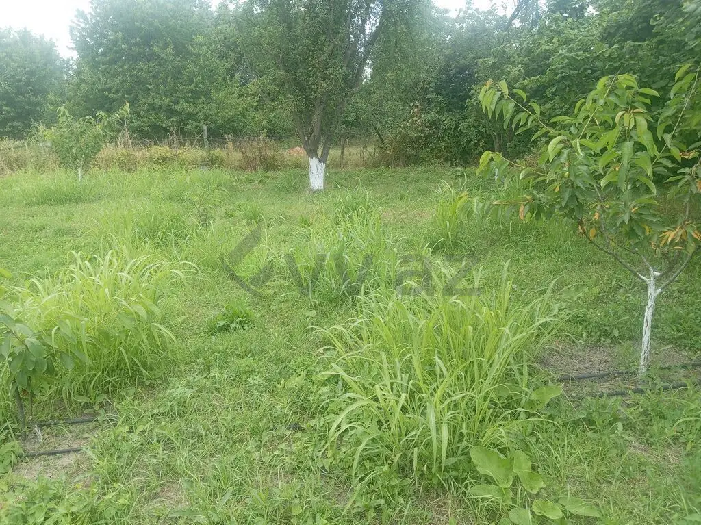 10 sot Torpaq Satılır, Quba — Torpaq, Quba (3)