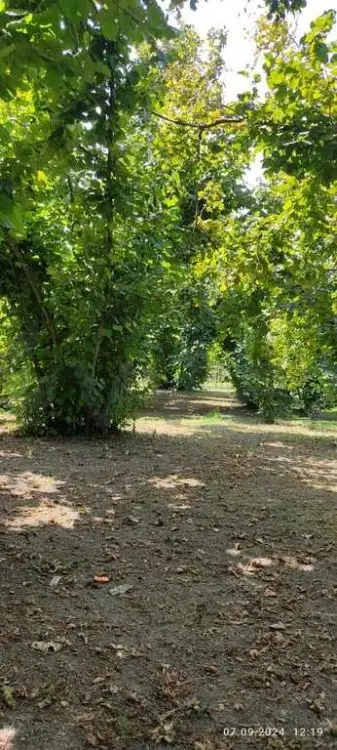 80 sot Torpaq Satılır, Oğuz — Torpaq, Oğuz (3)