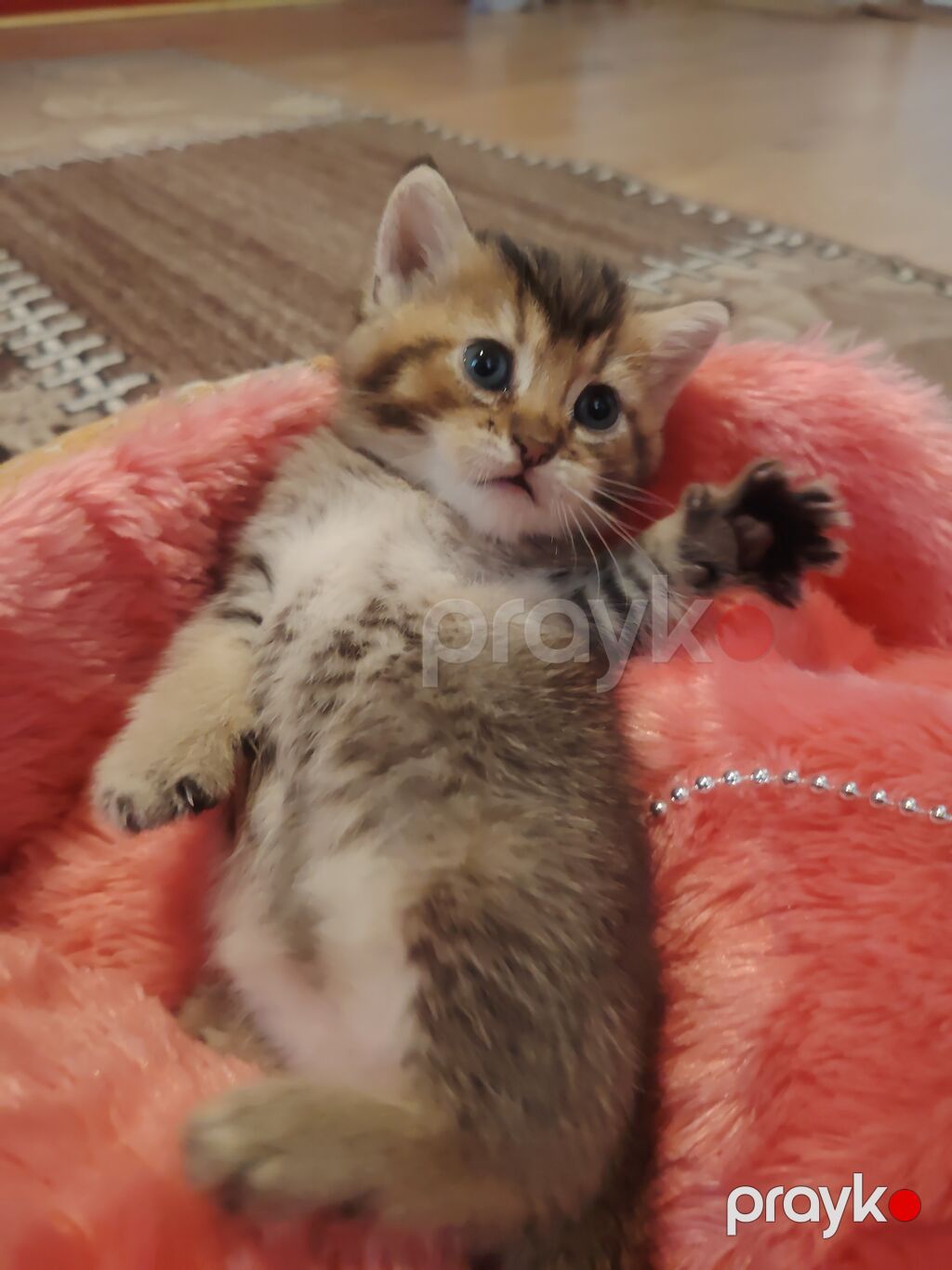 Qızıl şinşilla, Erkək, Yaxşı əllərə, Ünvandan götürmə — Pişiklər, Digah (5)